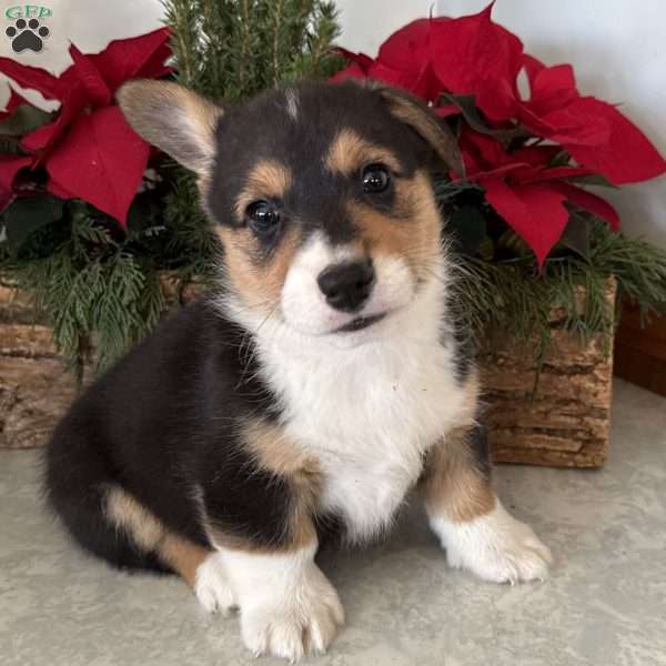 Sonny, Pembroke Welsh Corgi Puppy